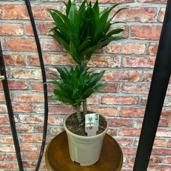 Houseplant Dracaena