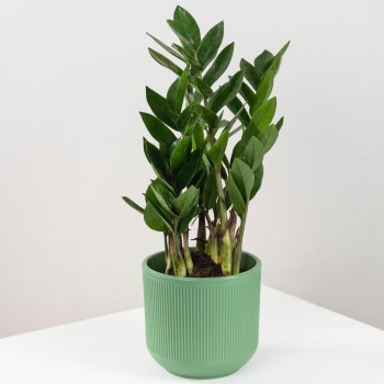 Бөлме өсімдігі Zamioculcas