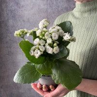 Houseplant Kalanchoe white