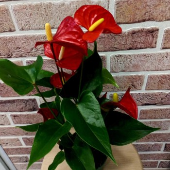 Houseplant Anthurium 1