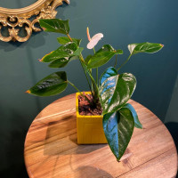 Houseplant Anthurium 2