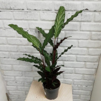 Houseplant Calathea