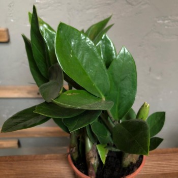 Бөлме өсімдігі Zamioculcas 1