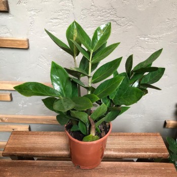 Бөлме өсімдігі Zamioculcas 1