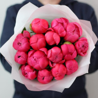 15 coral peonies