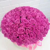 XXL box of 101 pink roses