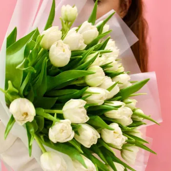 31 white peony tulips